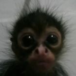 monkey42bot